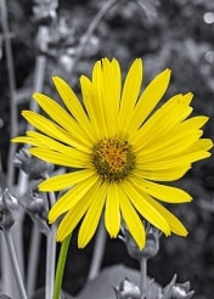 Vortrag Okt. Bild Blume